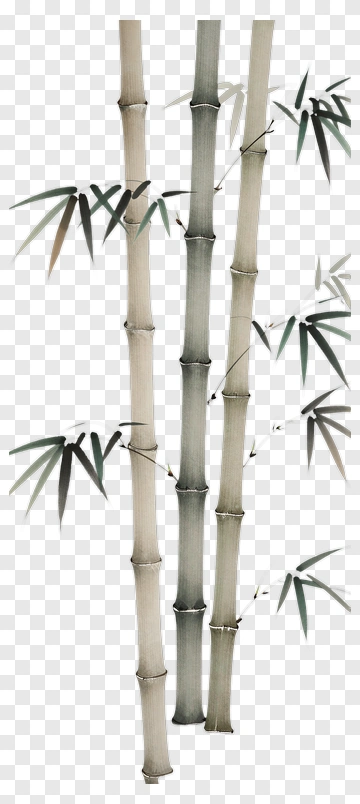 Bamboo Stalks With Leaves PNG