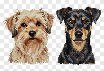 Cute Dogs Portraits PNG