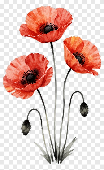 Watercolor Red Poppy Flowers PNG
