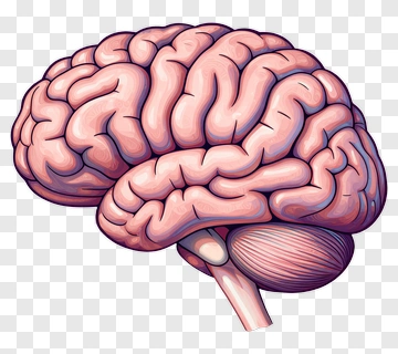 Realistic Brain Illustration PNG