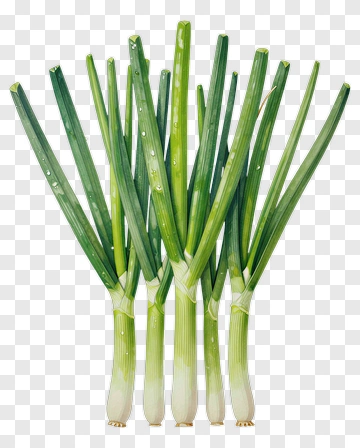 Fresh Green Onions Bunch PNG