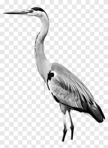 Black And White Heron PNG