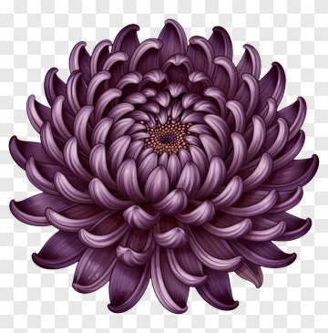 Purple Chrysanthemum Flower PNG