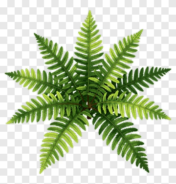 Green Fern Plant PNG