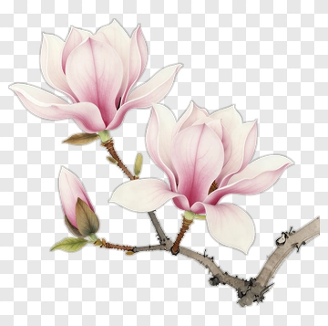 Pink Magnolia Flower Branch PNG