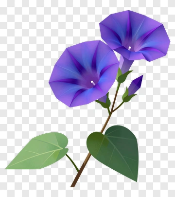 Purple Morning Glory Flower PNG