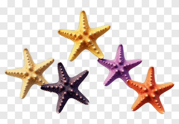Colorful Starfish Collection PNG
