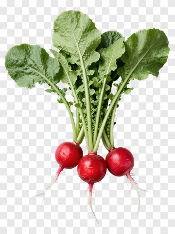 Fresh Radishes With Green Leaves PNG
