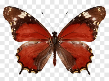 Red Butterfly With Brown Edges PNG
