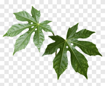 Papaya Leaves PNG