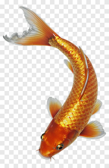 Goldfish Swimming PNG
