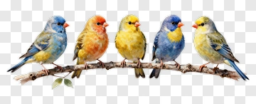 Colorful Birds Sitting On A Branch PNG