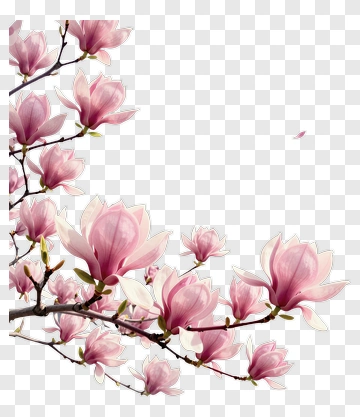 Pink Magnolia Flowers On A Branch PNG