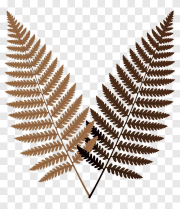 Brown Fern Leaves PNG