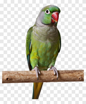 Green Parrot Perched On A Branch PNG