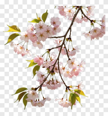 Cherry Blossom Branch With Pink Flowers PNG