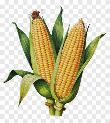 Corn On The Cob PNG