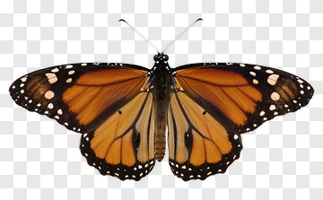 Monarch Butterfly PNG