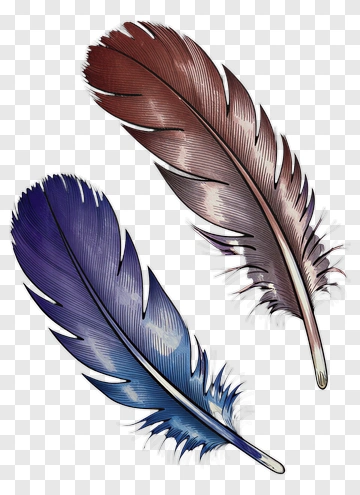 Colorful Feathers PNG