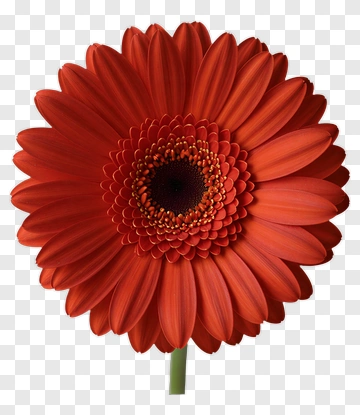 Red Gerbera Flower PNG