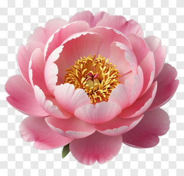 Pink Flower With Golden Center PNG