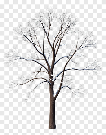 Bare Tree With Branches PNG