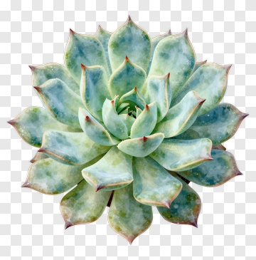 Succulent Plant PNG