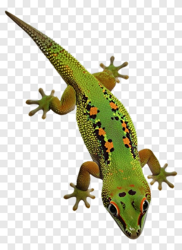 Colorful Gecko PNG