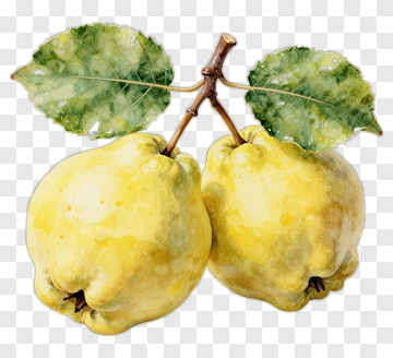 Watercolor Quince With Green Leaves PNG