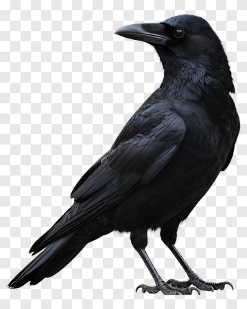 Black Raven Standing Proudly PNG