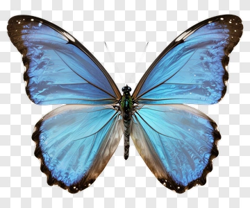 Blue Butterfly PNG
