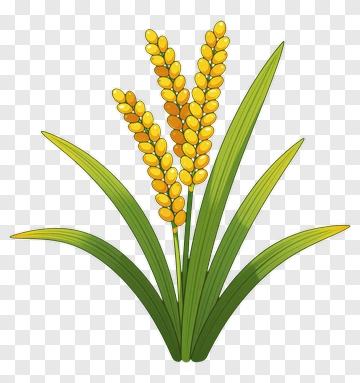 Cartoon Wheat Plant PNG