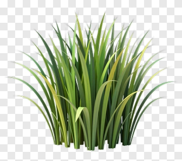 Green Grass PNG