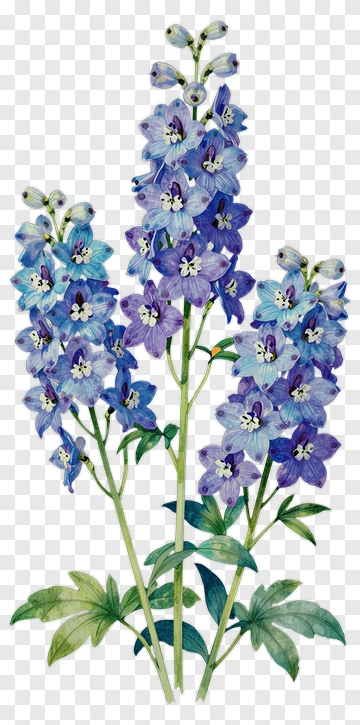 Colorful Delphinium Flowers PNG