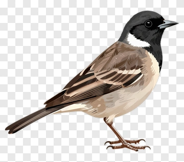 Bird Standing On One Leg PNG