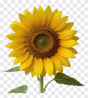 Sunflower With Bright Yellow Petals PNG