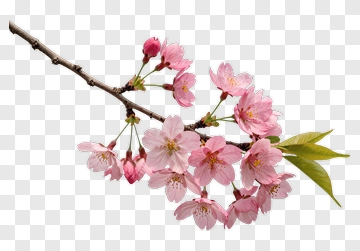 Cherry Blossom Branch With Pink Flowers PNG