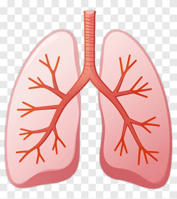 Illustration Of Human Lungs PNG
