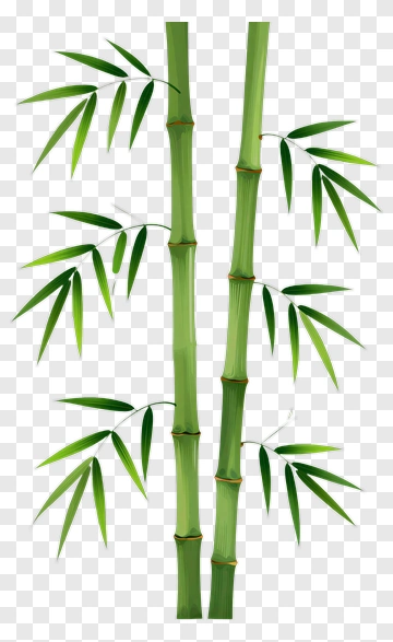 Green Bamboo Stalks With Leaves PNG