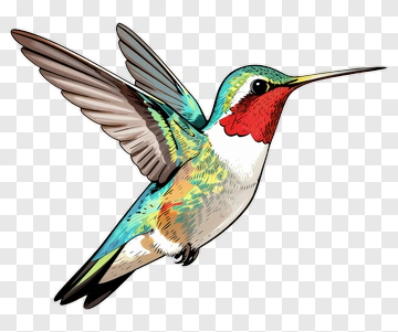 Colorful Hummingbird In Flight PNG