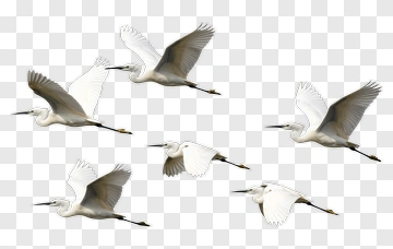 Flying White Egrets In Formation PNG