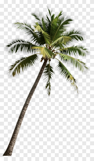 Palm Tree PNG
