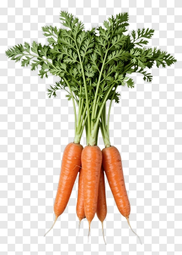Fresh Bunch Of Carrots PNG