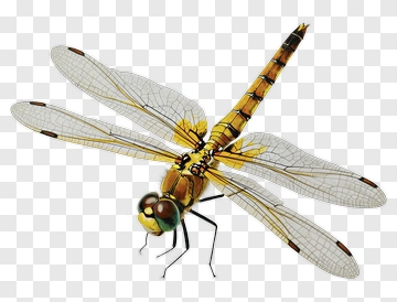 Realistic Dragonfly With Detailed Wings PNG