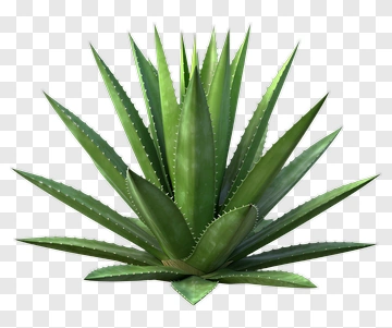Green Agave Plant PNG