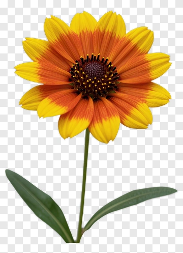 Colorful Flower With Yellow And Orange Petals PNG