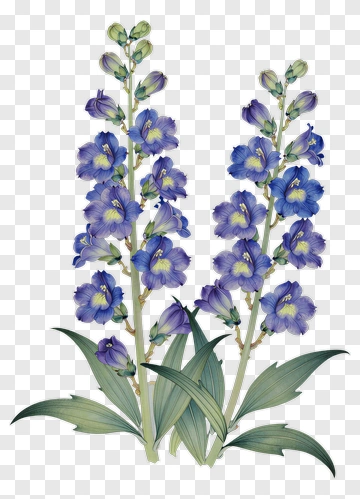 Colorful Delphinium Flowers PNG