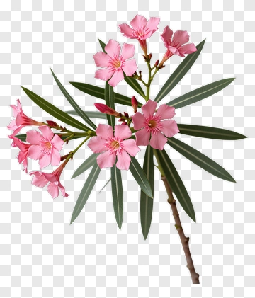 Pink Oleander Flower Branch PNG