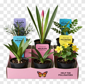 Flower Pots For Pollinators PNG
