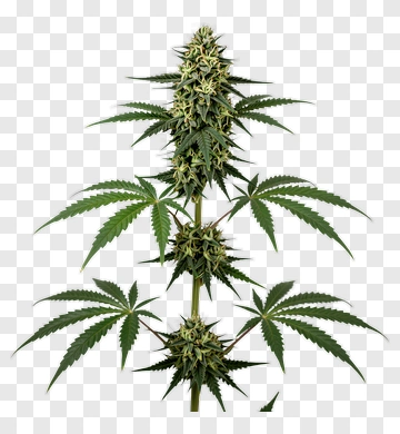 Cannabis Plant With Green Leaves PNG